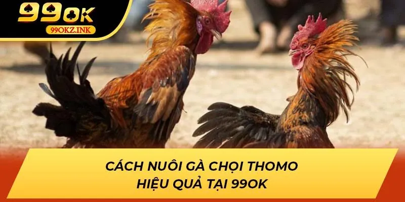 Cách nuôi gà chọi Thomo hiệu quả tại 99OK